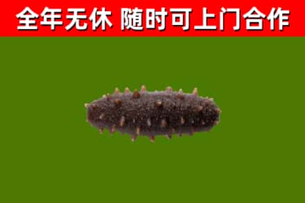栖霞回收海参干